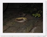 Egels in de tuin 002 * 3648 x 2736 * (3.95MB)